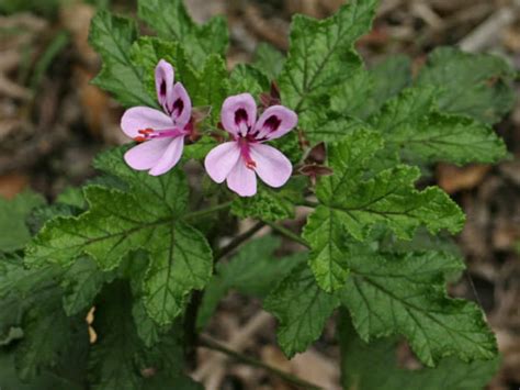 Pelargonium Quercifolium Oak Leaved Geranium World Of Flowering Plants