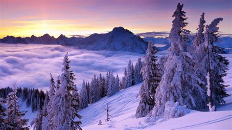 Fondos de Pantalla Pinos Cubiertos de Nieve y Montañas Durante el Día