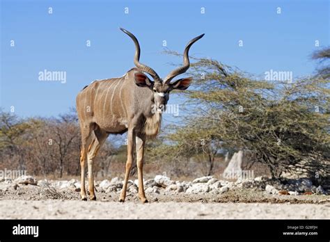 Large Male Greater Kudu Tragelaphus Strepsiceros Viewed From A Ground