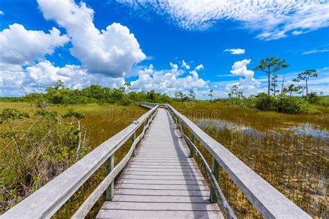 Mahogany Hammock Trail Of The Everglades National Park Boardwalks In