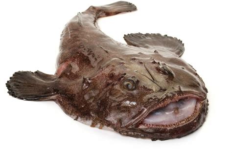 Shetland fishermen to count Scotland's most valuable catch