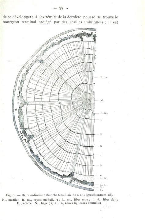 Botanical - Tree - Tree ring diagram | Tree ring art, Tree illustration ...