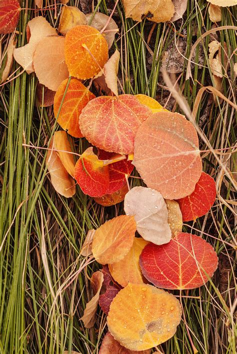 Colorful Fallen aspen leaves during autumn Photograph by Vishwanath ...