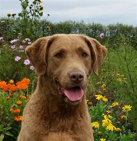 News Chesapeake Bay Retriever