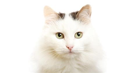 Турски ван - Котки - DogsAndCats.bg