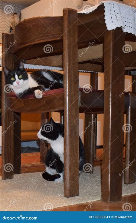 Two Black White Cats Under A Table Stock Image Image Of Looking