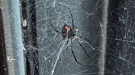 Brown widow vs. black widow spiders: Spotting the difference | wtsp.com