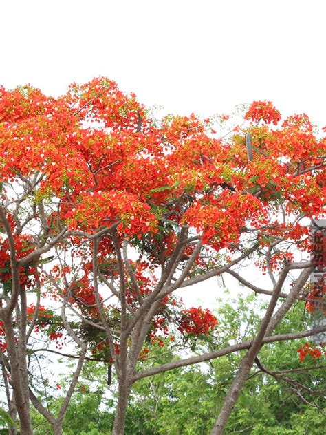 Caesalpinia Pulcherrima Var Red Red Dwarf Poinciana Pride Of