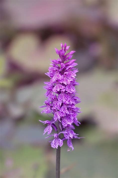 Free Images Nature Blossom Leaf Flower Purple Petal Herb