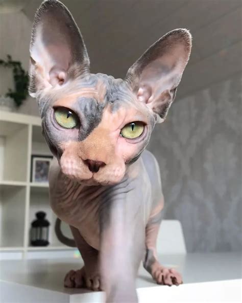 Convincingly Cute Sphynx Cats Cute Cats Cute Hairless Cat Pretty