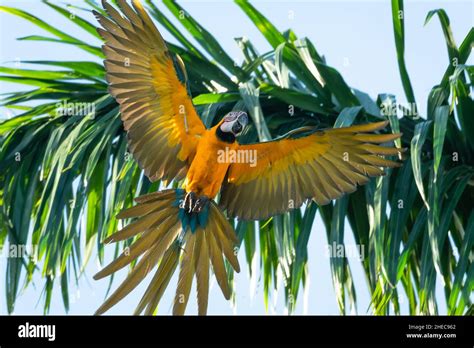 Beautiful Wild Blue And Yellow Macaw Ara Ararauna In Full Flight With