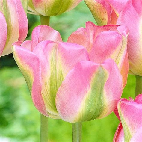 Viridiflora Tulpe Groenland 5 St Preise Und Meinungen Online Shop