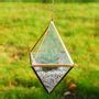 Geometric Hanging Succulent Terrarium Kit By Dingading