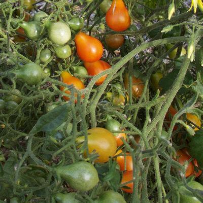 Heirloom Red Cluster Pear Hypertress Cherry Tomatoes Organic Seeds