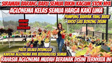 Wowwwbikin Takjub Lihat Aglonema Terbaru Nya Florakubarang Baru