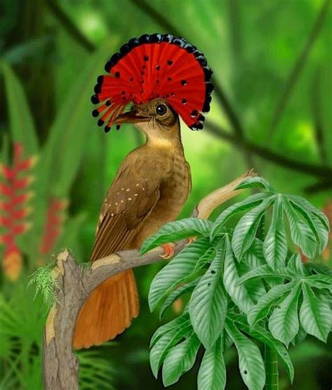 The Amazonian Royal Flycatcher Brazil Амазонська королівська