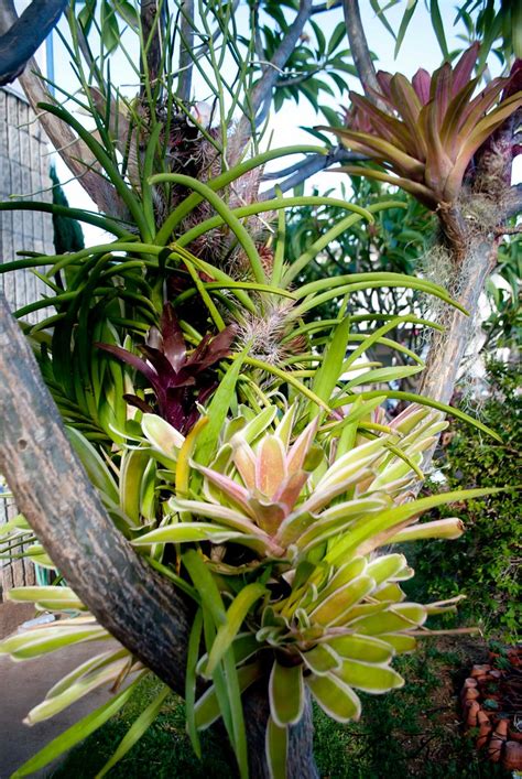 Bromeliads Orchids And Tillandsias In The Plumeria Tree Flickr