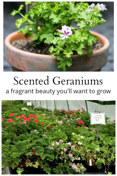 Scented Geraniums: Another Fragrant Beauty You'll Want to Grow