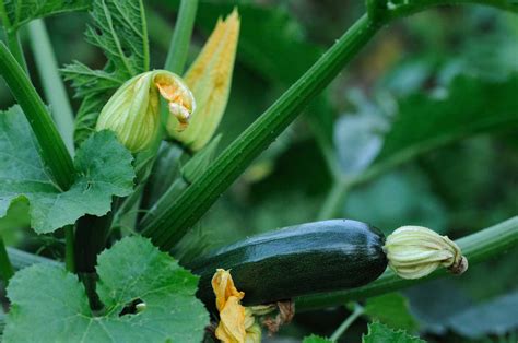 5 Tips for Growing Great Zucchini