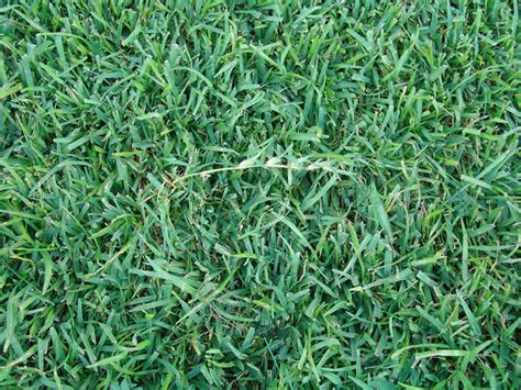 TifBlair Certified Centipede Grass Seed - Brown and Brown Farms - Grass ...