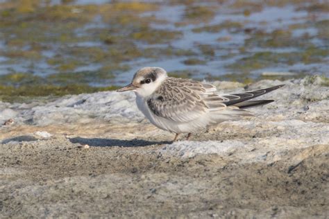 Least Tern Coyote Hills Regional Park Fremont California Bill Chen Flickr