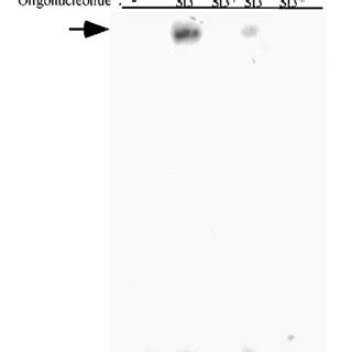 Activated C Src Associates With STAT 3 In 32Dcl3 Cells Normal 32Dcl3