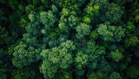 Abundant Evergreen Trees Create A Lush Forest Canopy Stock Photo