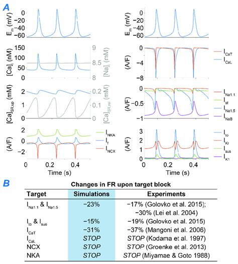 Properties Of The Newly Developed Dataset Specific Model Of The Murine