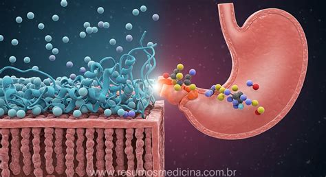 O Uso De Inibidores De Proteinas Permite Estudar - Inibidores da Bomba de Prótons (IBPs): Guia Completo de Usos, Riscos e ...