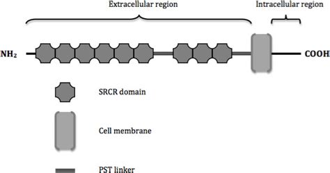 Schematic Representation Of The Structure And Domain Organization Of