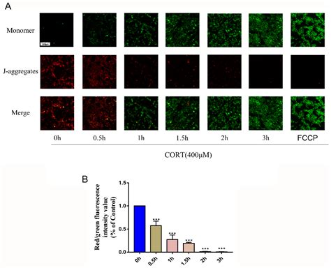 Cells Free Full Text Cortisol Excess Mediated Mitochondrial Damage