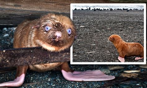 The Lonely Seal No One Wanted Pup Abandoned For Having Rare Brown Fur