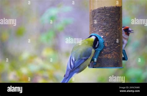 HD Super Slow Motion Footage Of A Bird Flying To A Bird Feeder And