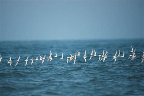 Sagres: migration hotspot in Portugal