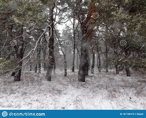 Snowfall Day In A Cold Gloomy Winter Forest Stock Image Image Of