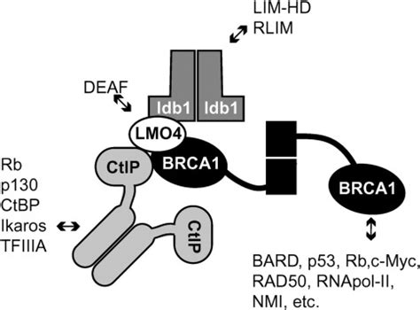 Dimerization Of Ctip A Brca And Ctbp Interacting Protein Is