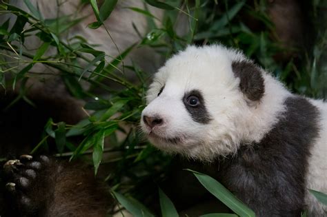 Fakten Zum Lebensraum Des Gro En Pandas