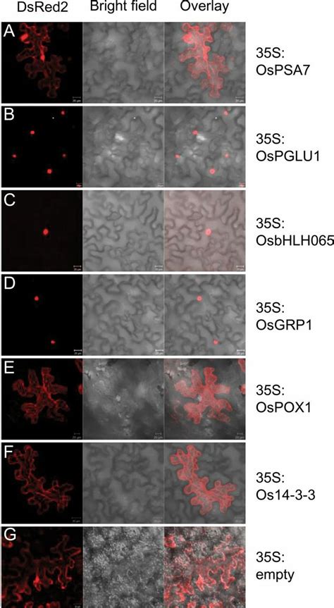 Subcellular Localization Of Six Interacting Proteins The Full Length