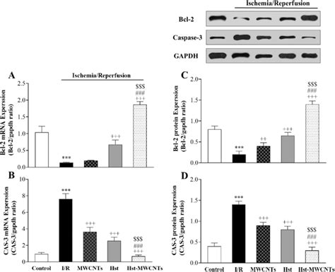 Effect Of Hst And Hst MWCNTs On Bcl 2 And Caspase 3 Expression In The