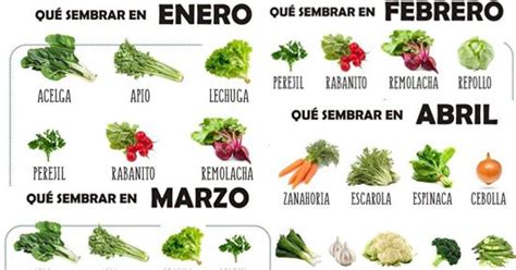 Huerta Qué sembrar en cada mes del año en Argentina Siembras