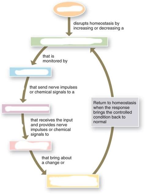 Homeostasis Diagram Quizlet