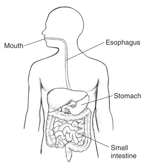 Digestive Tract Mouth Esophagus Stomach Small Intestine Labeled Labeled Media Asset Niddk