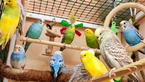 10 Best Small Pet Birds — Which Tiny Bird Suits You?