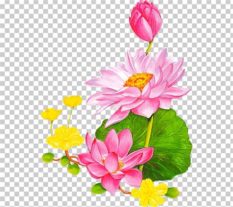 Lotus 43 Nelumbo Nucifera PNG Clipart Annual Plant Aquatic Plant