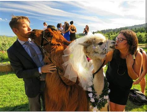 You Can Now Invite Adorable Llamas And Alpacas To Your Wedding My