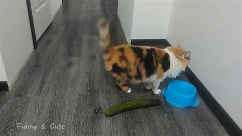 Crazy Cats Scared of Cucumbers Compilation 2016 New! - YouTube