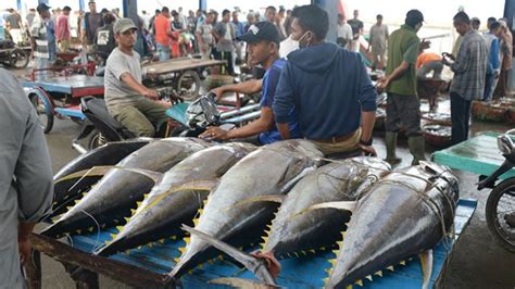 Ekspor Ikan Tuna Biak Ke Jepang Capai 5 3 Ton Pada Pekan Pertama September