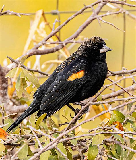 Red Winged Blackbird Male Non Breeding BirdForum