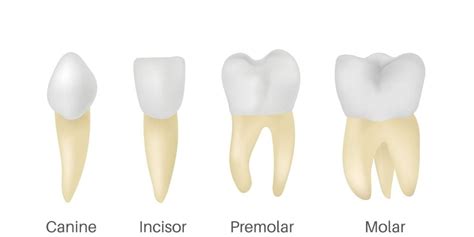 What Makes A ‘perfect Tooth Harley Street Smile Clinic