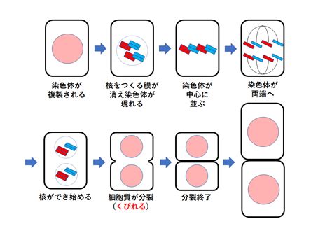 中3生物【体細胞分裂の観察】 中学理科 ポイントまとめと整理